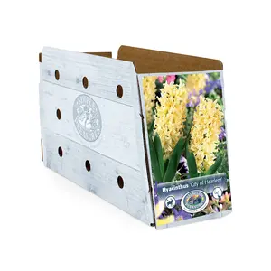 Hyacinthus City of Haarlem | Capper 16 x 4 - image 2