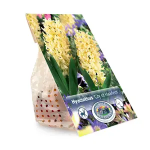 Hyacinthus City of Haarlem | Capper 16 x 4 - image 3