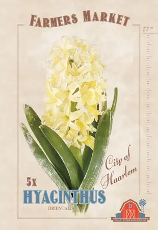 Hyacinthus City of Haarlem | Cappers 5 x 20 - image 1