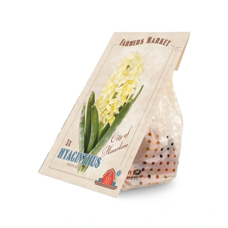 Hyacinthus City of Haarlem | Cappers 5 x 20 - image 3