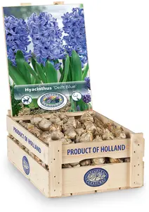 Hyacinthus Delft Blue | 150 pce - image 2