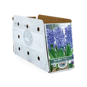 Hyacinthus Delft Blue | Capper 16 x 4 - image 2
