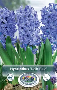 Hyacinthus Delft Blue | Capper 16 x 4