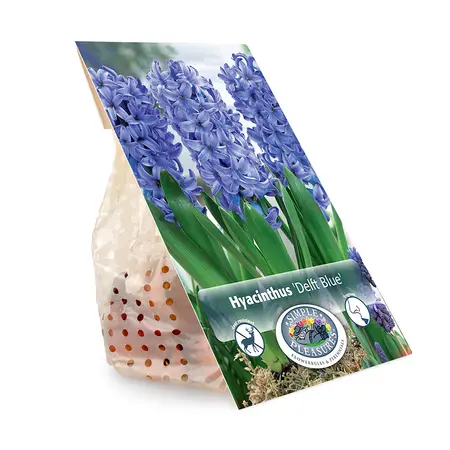 Hyacinthus Delft Blue | Capper 16 x 4 - image 3