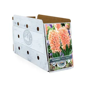 Hyacinthus Gipsy Queen | Capper 16 x 4 - image 2