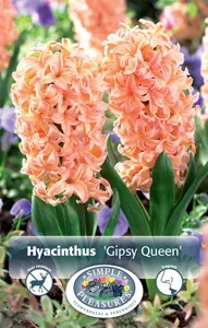 Hyacinthus Gipsy Queen | Capper 16 x 4