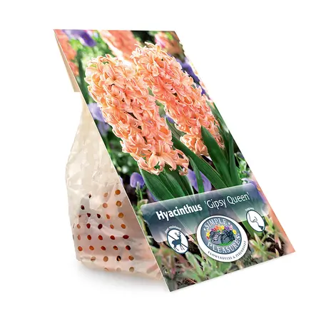 Hyacinthus Gipsy Queen | Capper 16 x 4 - image 3