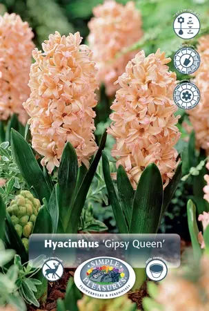Hyacinthus Gypsy Queen | 150 pce - image 1