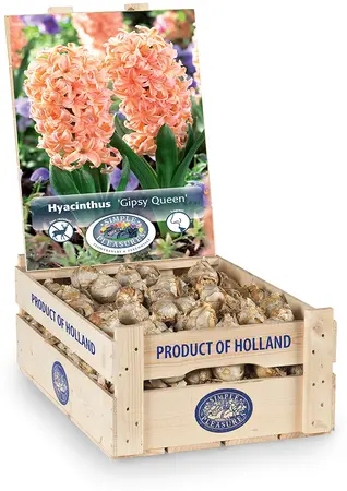 Hyacinthus Gypsy Queen | 150 pce - image 2