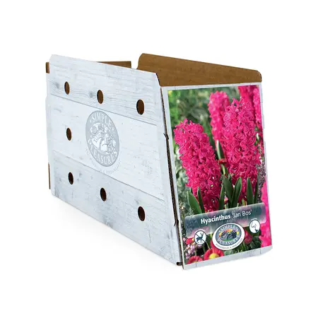Hyacinthus Jan Bos | Capper 16 x 4 - image 2