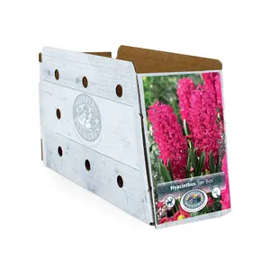 Hyacinthus Jan Bos | Capper 16 x 4 - image 2
