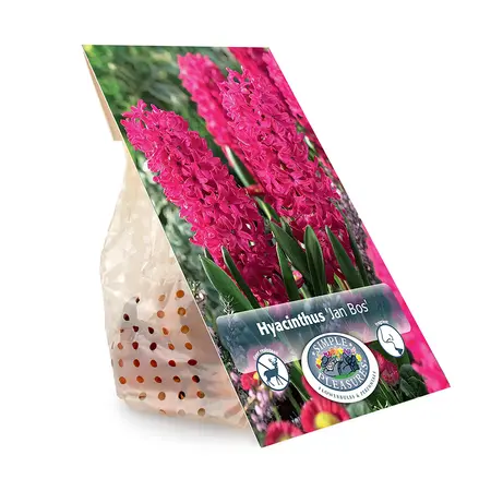 Hyacinthus Jan Bos | Capper 16 x 4 - image 3