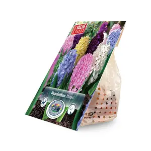 Hyacinthus mixed | Cappers 6 x 15 - image 2