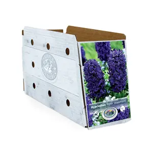 Hyacinthus Peter Stuyvesant | Capper 16 x 4 - image 2
