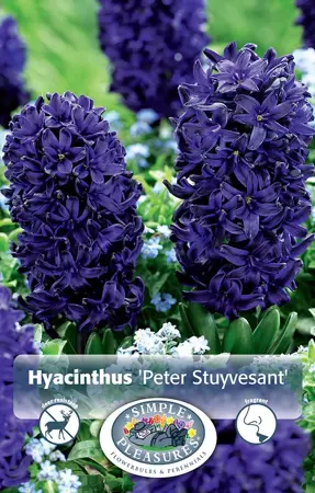 Hyacinthus Peter Stuyvesant | Capper 16 x 4 - image 1