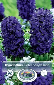Hyacinthus Peter Stuyvesant | Capper 16 x 4