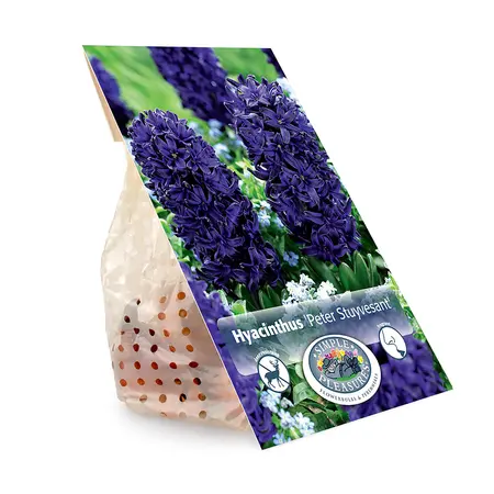 Hyacinthus Peter Stuyvesant | Capper 16 x 4 - image 3