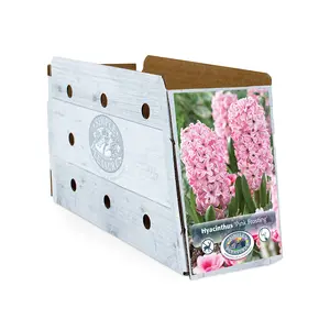 Hyacinthus Pink Frosting (Fondant) | Capper 16 x 4 - image 2
