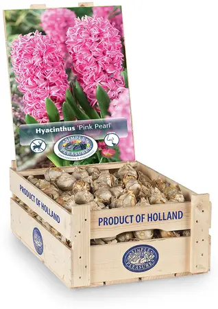 Hyacinthus Pink Pearl | 150 pce - image 2