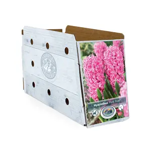 Hyacinthus Pink Pearl | Capper 16 x 4 - image 2
