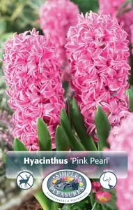 Hyacinthus Pink Pearl | Capper 16 x 4