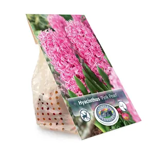 Hyacinthus Pink Pearl | Capper 16 x 4 - image 3