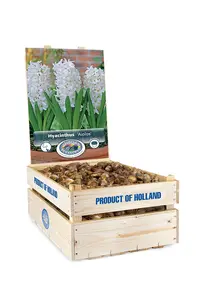 Hyacinthus Prepared Aiolos | 175 pce - image 2