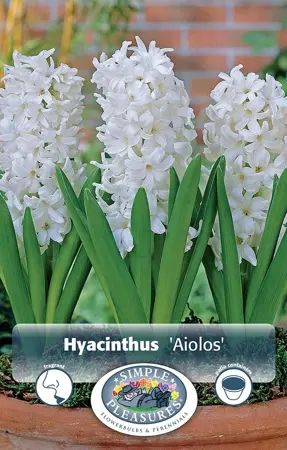 Hyacinthus Prepared Aiolos | 50 pce - image 1
