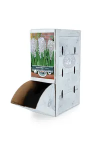 Hyacinthus Prepared Aiolos | 50 pce - image 2