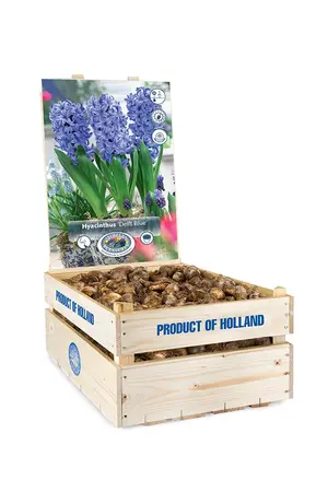 Hyacinthus Prepared Delft Blue | 175 pce - image 2