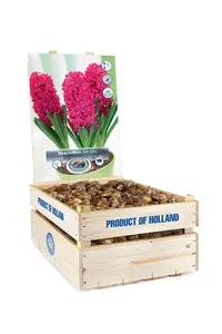 Hyacinthus Prepared Jan Bos | 175 pcs - image 2