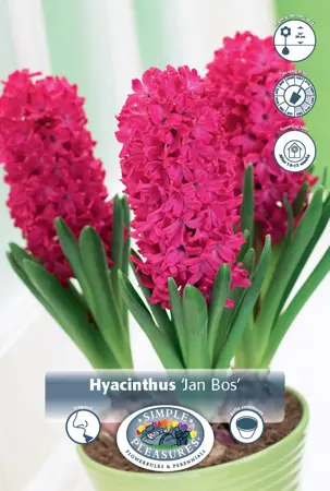 Hyacinthus Prepared Jan Bos | 175 pcs - image 1