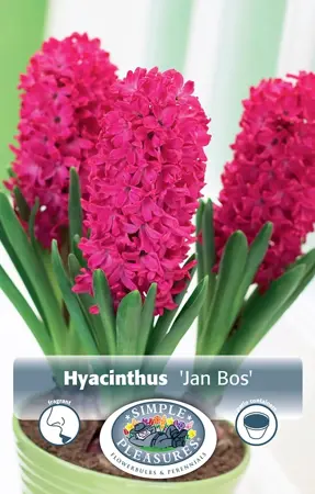 Hyacinthus Prepared Jan Bos | 50 pce - image 1