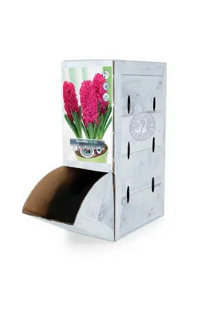 Hyacinthus Prepared Jan Bos | 50 pce - image 2