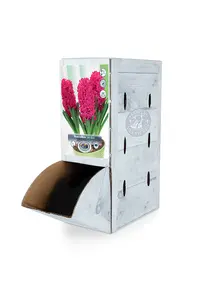 Hyacinthus Prepared Jan Bos | 50 pce - image 2