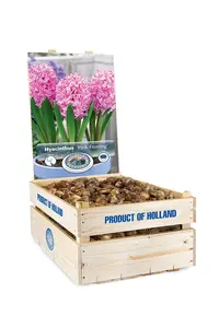 Hyacinthus Prepared Pink Frosting(Fondant) | 175 pce - image 2
