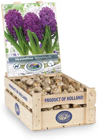 Hyacinthus Woodstock | 150 pce - image 2