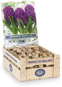 Hyacinthus Woodstock | 150 pce - image 2