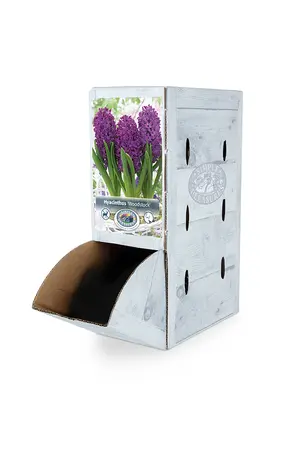 Hyacinthus Woodstock | 60 pcs - image 2