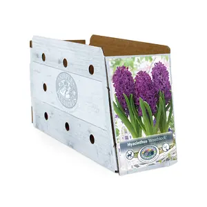 Hyacinthus Woodstock | Capper 16 x 4 - image 2