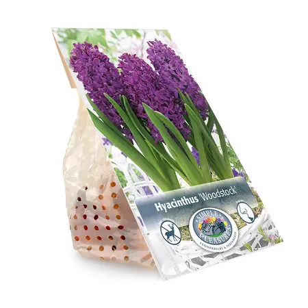 Hyacinthus Woodstock | Capper 16 x 4 - image 3