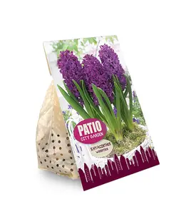 Hyacinthus Woodstock | Cappers 5 x 20 - image 2