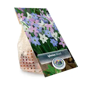 Ipheion Mixed | Cappers 15 x 20 - image 3
