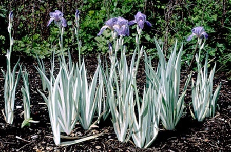 Iris Albo Variegata | 25 pce