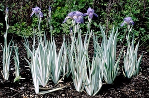 Iris Albo Variegata | 25 pce