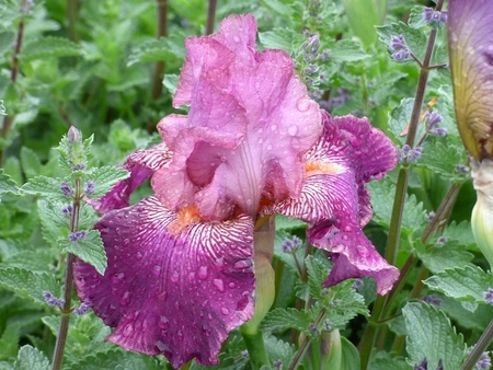Iris Autumn Rose  | 18 pcs