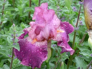 Iris Autumn Rose | 18 pcs