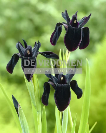 Iris Black Form | 25 pce