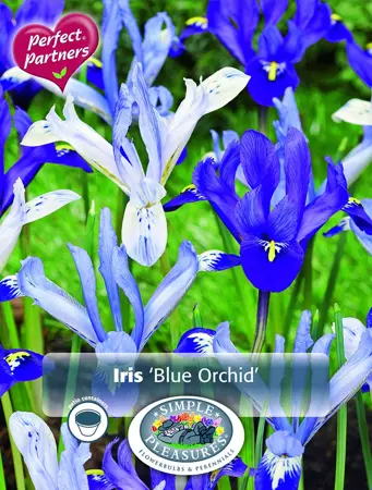 Iris Blue Orchids | Cappers 20 x 20 - image 1