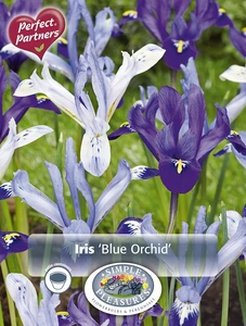 Iris Blue Orchids | Cappers 20 x 20 - image 3